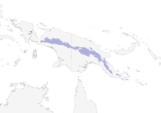 Distribution of the Belford's Melidectes - Range Map