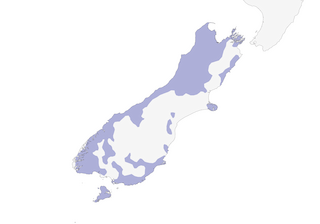 Distribution of the Pipipi - Range Map