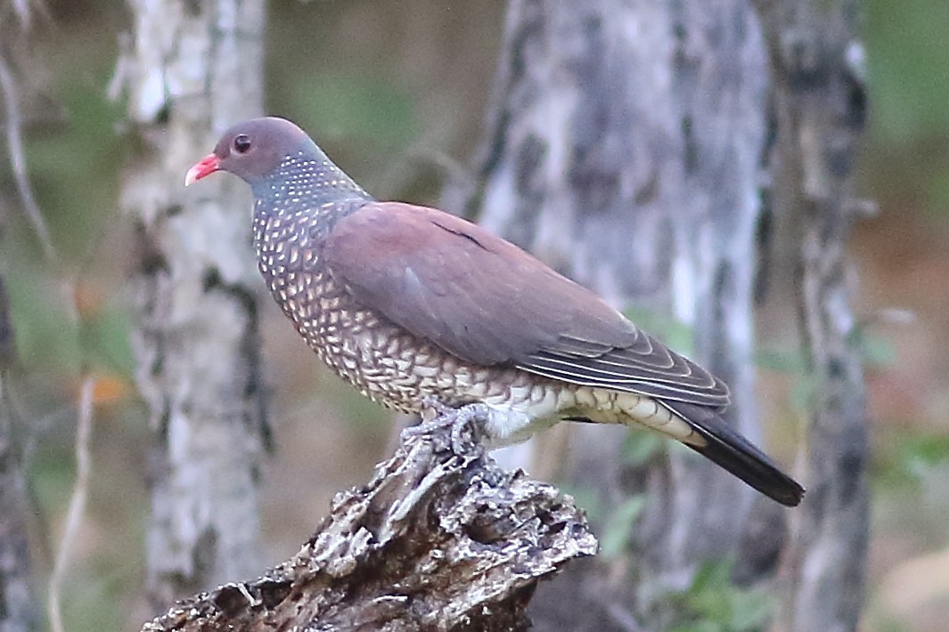 Scaled Pigeon - ML169705371