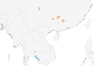 Distribution of the Silver Oriole - Range Map