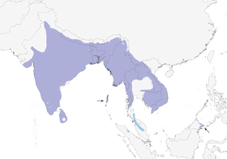 Distribution of the Black-hooded Oriole - Range Map