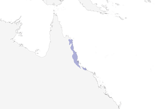 Distribution of the Bower's Shrikethrush - Range Map