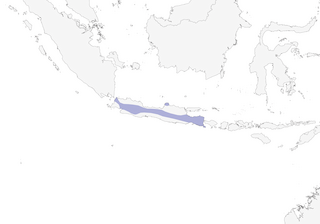 Distribution of the Pied Shrike-Babbler - Range Map
