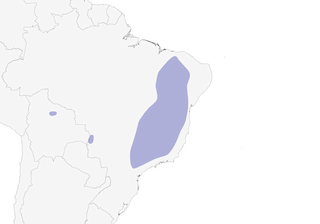Distribution of the Gray-eyed Greenlet - Range Map