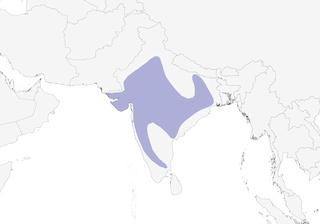 Distribution of the White-bellied Minivet (White-bellied) - Range Map