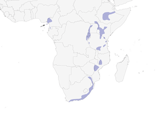 Distribution of the Gray Cuckooshrike - Range Map