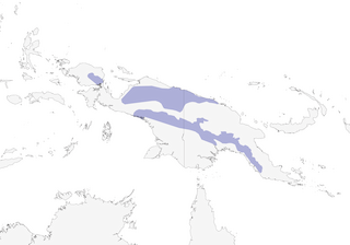 Distribution of the Golden Cuckooshrike - Range Map
