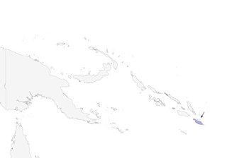 Distribution of the Makira Cicadabird - Range Map