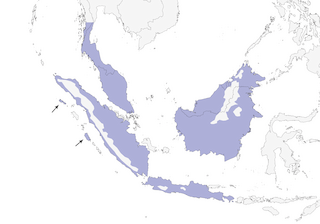 Distribution of the Lesser Cuckooshrike - Range Map
