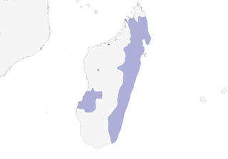 Distribution of the Tylas Vanga - Range Map