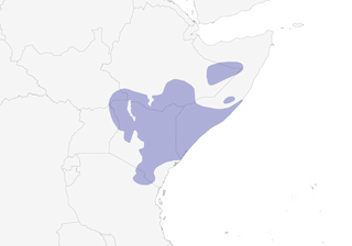 Distribution of the Pygmy Batis - Range Map