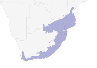 Distribution of the Southern Boubou - Range Map