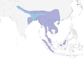 Distribution of the White-throated Fantail - Range Map