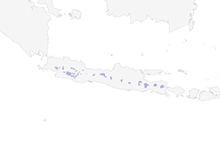 Distribution of the Rufous-tailed Fantail - Range Map