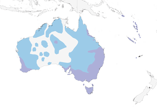 Distribution of the Gray Fantail - Range Map