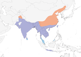 Distribution of the Black Drongo - Range Map