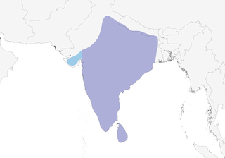 Distribution of the White-bellied Drongo - Range Map