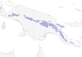 Distribution of the Blue-capped Ifrita - Range Map