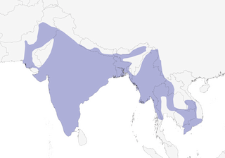 Distribution of the Rufous Treepie - Range Map