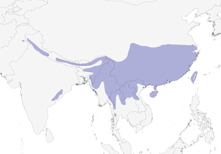 Distribution of the Gray Treepie - Range Map