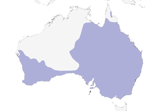 Distribution of the Australian Raven - Range Map
