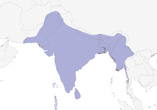 Distribution of the House Crow - Range Map