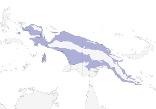 Distribution of the King Bird-of-Paradise - Range Map