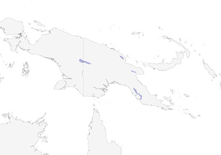 Distribution of the Obscure Berrypecker - Range Map