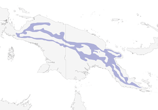 Distribution of the Yellow-breasted Satinbird - Range Map