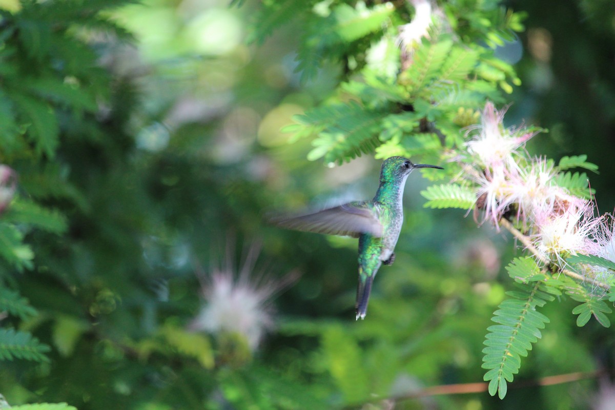Sapphire-throated Hummingbird - Paul 🐈🔭🦜 Rodríguez @elpuma