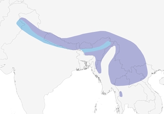 Distribution of the Yellow-bellied Fairy-Fantail - Range Map