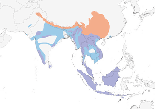 Distribution of the Gray-headed Canary-Flycatcher - Range Map