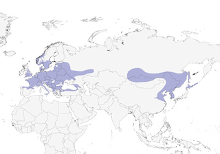 Distribution of the Marsh Tit - Range Map