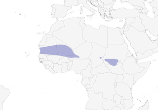 Distribution of the Kordofan Lark - Range Map