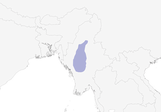 Distribution of the Burmese Bushlark - Range Map