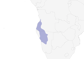 Distribution of the Rockrunner - Range Map