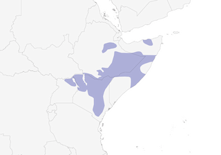 Distribution of the Yellow-vented Eremomela - Range Map