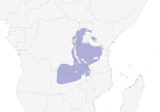 Distribution of the Trilling Cisticola - Range Map
