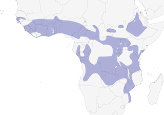 Distribution of the Siffling Cisticola - Range Map