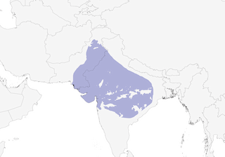 Distribution of the Rufous-fronted Prinia - Range Map