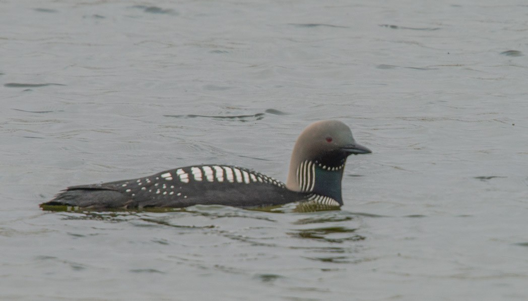 Pacific Loon - Larry Bowdre