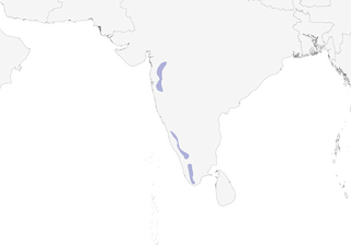 Distribution of the Broad-tailed Grassbird - Range Map