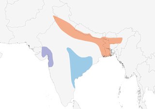 Distribution of the Bristled Grassbird - Range Map