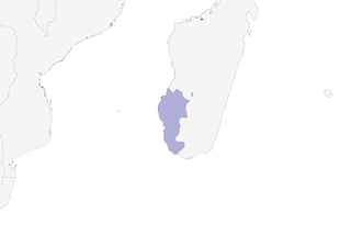 Distribution of the Thamnornis - Range Map
