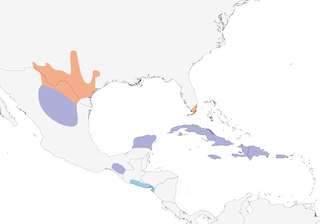 Distribution of the Cave Swallow - Range Map