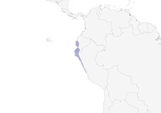 Distribution of the Chestnut-collared Swallow - Range Map