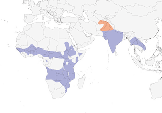Distribution of the Wire-tailed Swallow - Range Map