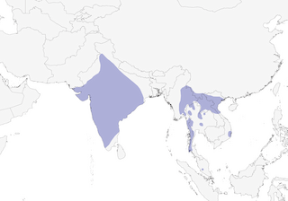 Distribution of the Dusky Crag-Martin - Range Map