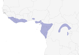 Distribution of the Golden Greenbul - Range Map