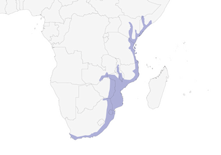 Distribution of the Sombre Greenbul - Range Map